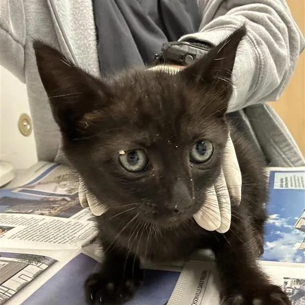A baby small-sized female Black Domestic Short Hair cat named Booboo for adoption in Jacksonville, FL