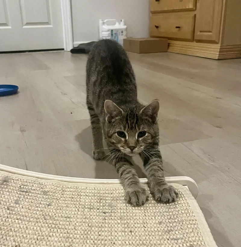 A young medium-sized male Tabby (Brown / Chocolate) Tabby cat named Scooter for adoption in Avondale, PA