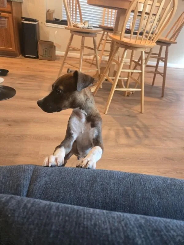 A baby medium-sized male Boxer dog named Lanny for adoption in Houston, TX