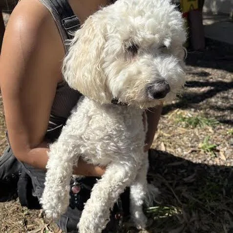 An adult small-sized male White / Cream Cockapoo dog named Hank for adoption in Sonoma, CA