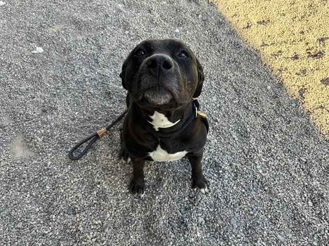 An adult large-sized female Pit Bull Terrier dog named Ivy for adoption in Mesa, AZ
