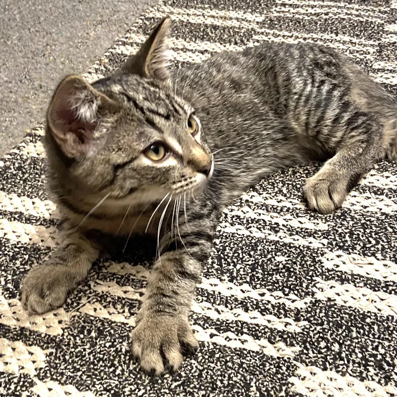 Meowzers thumbnail 2