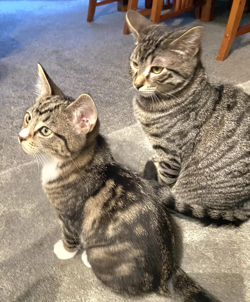 Meowzers thumbnail 3