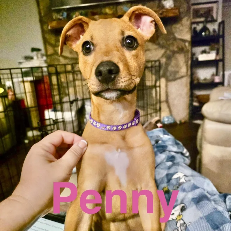 Penny thumbnail 2