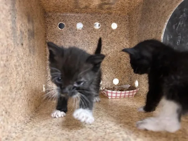 A baby small-sized male Domestic Short Hair cat named Dobie for adoption in Riverside, CA