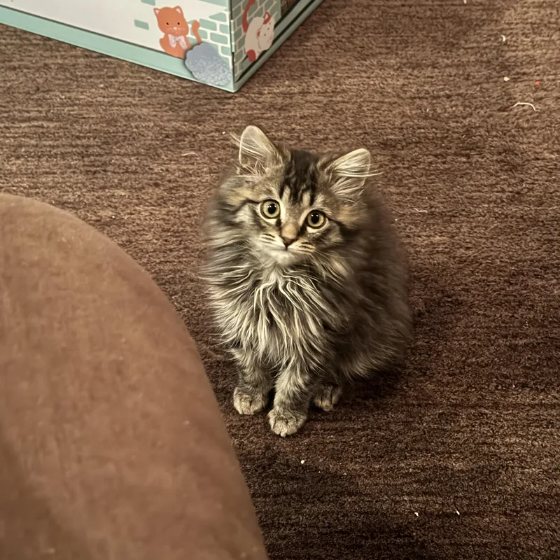 A baby large-sized female Maine Coon cat named Fiona for adoption in Woodinville, WA