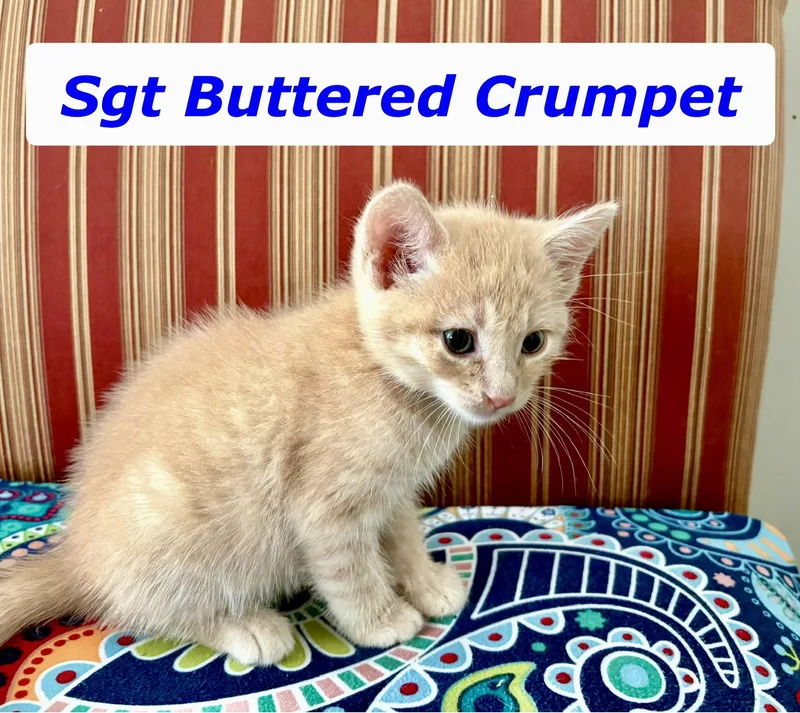 A baby medium-sized male Buff / Tan / Fawn Domestic Short Hair cat named Sgt Buttered Crumpet for adoption in Reston, VA
