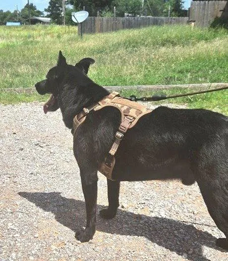 An adult large-sized male Black Labrador Retriever dog named Elvis for adoption in Winter Park, CO
