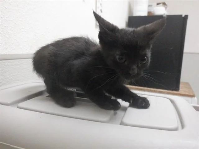 A baby small-sized male Domestic Short Hair cat named Mr. Biscuits for adoption in Oroville, CA