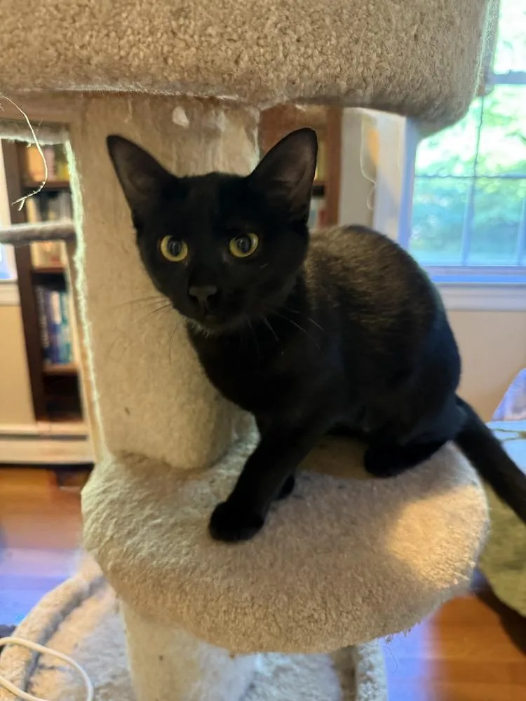A baby small-sized female Domestic Short Hair cat named Tabitha for adoption in Duxbury, MA