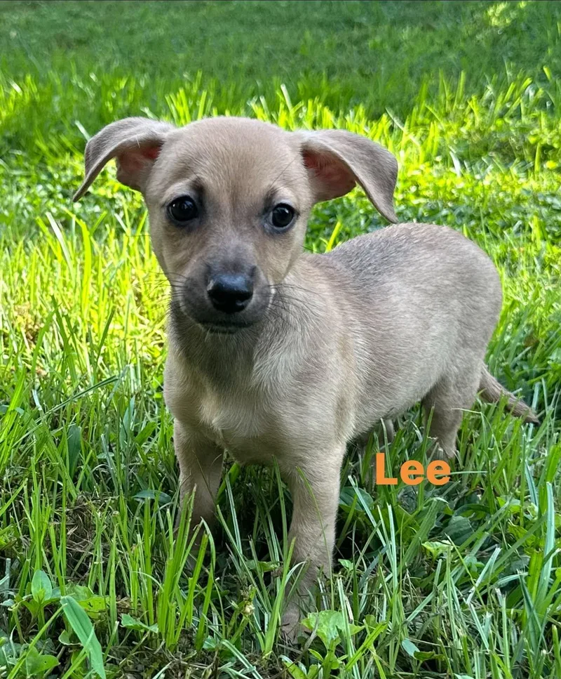 Lee thumbnail 3