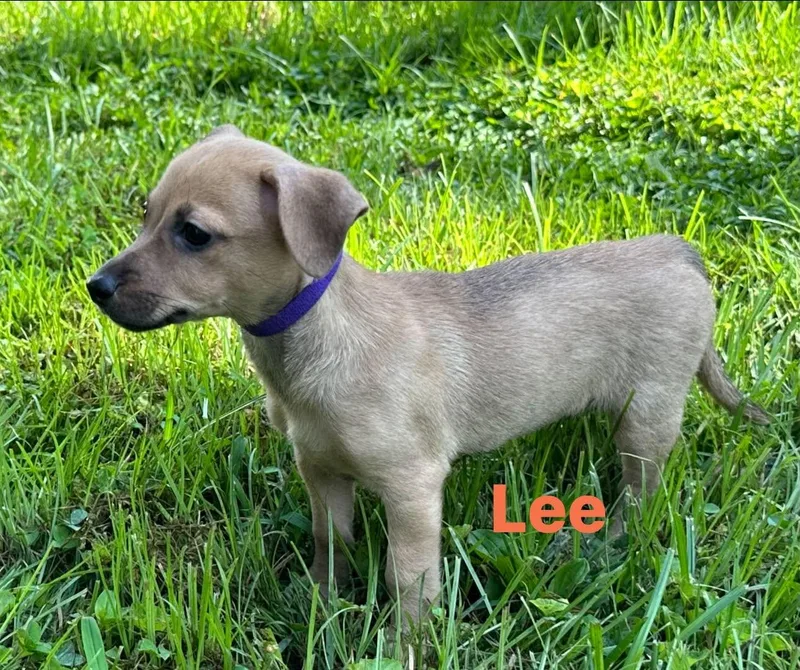 Lee thumbnail 5