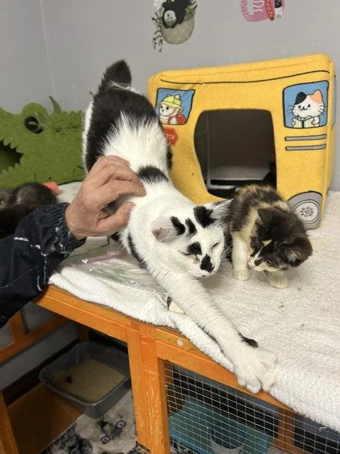 An adult medium-sized female Domestic Short Hair cat named Coral for adoption in Chicago, IL