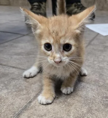 A baby small-sized male Domestic Short Hair cat named Apricat for adoption in Gainesville, FL