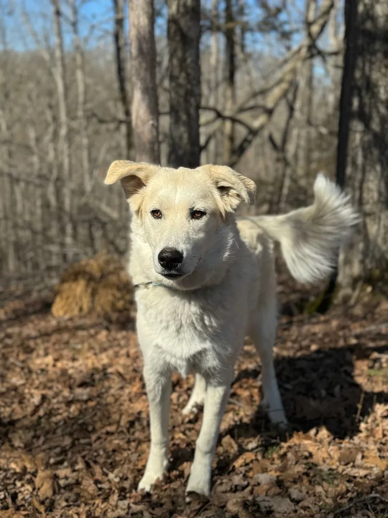 Zeus  Transport thumbnail 5