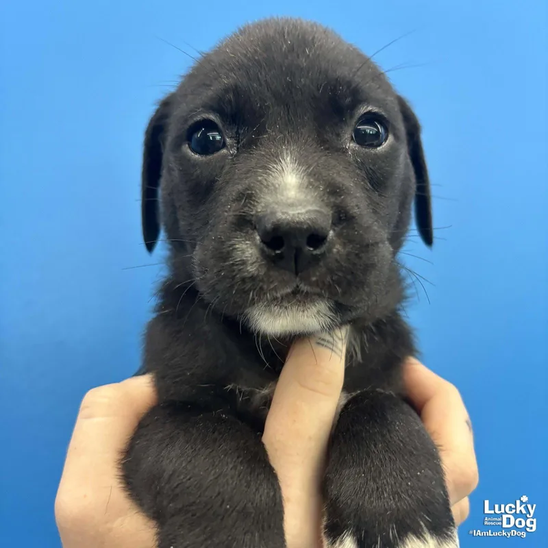 A baby large-sized male Shepherd dog named Piggy for adoption in Washington, DC