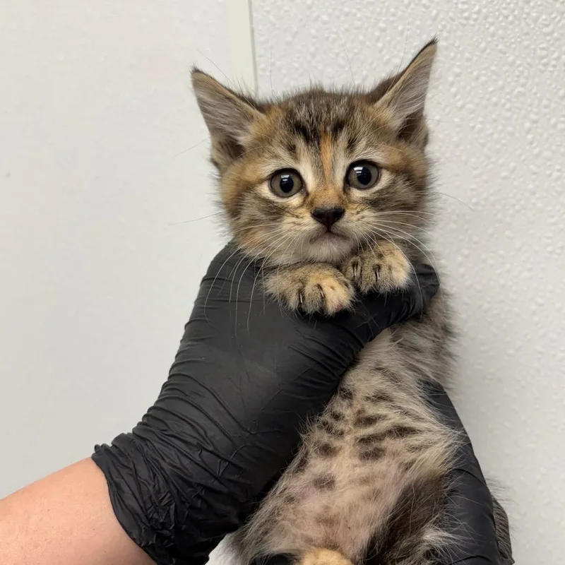A baby small-sized female Gray / Blue / Silver Domestic Short Hair cat named Jiggle for adoption in Abilene, TX