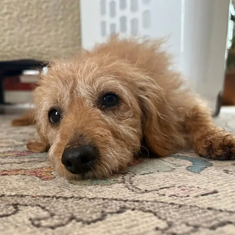 An adult small-sized male White / Cream Mixed Breed dog named Flea Biscuit for adoption in Fredericksburg, VA