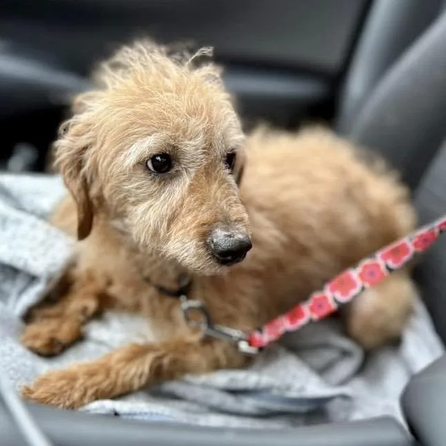 Flea Biscuit thumbnail 2