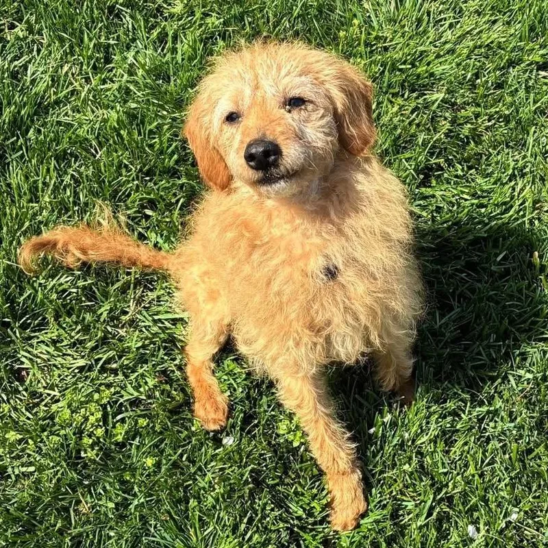 Flea Biscuit thumbnail 3