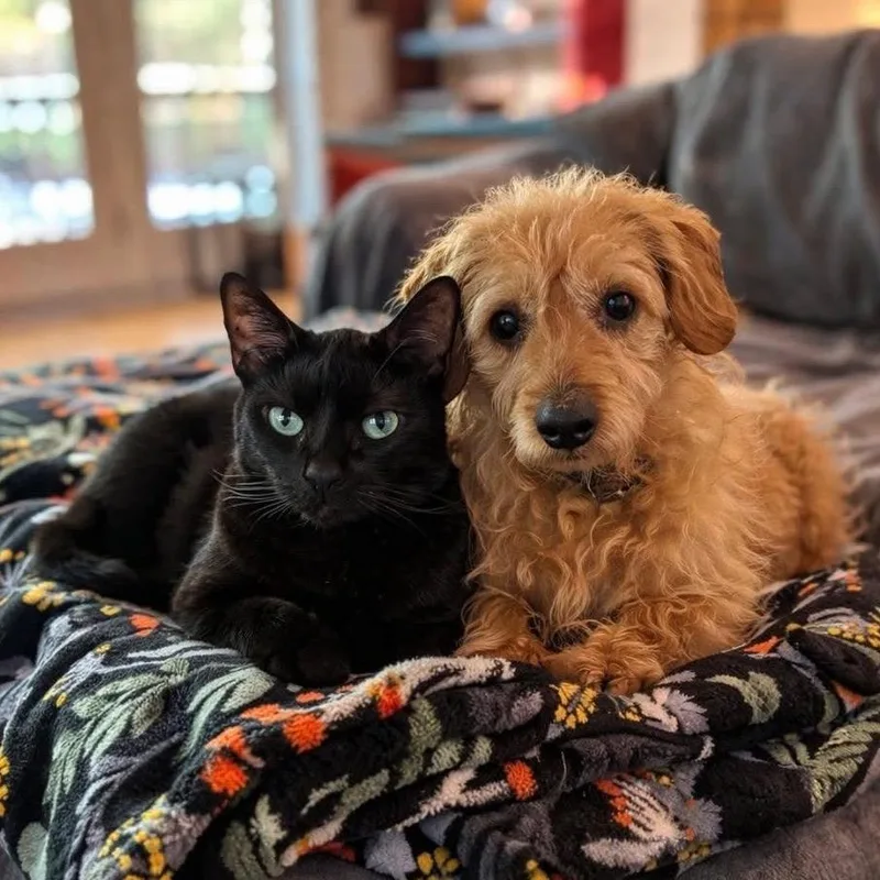 Flea Biscuit thumbnail 4