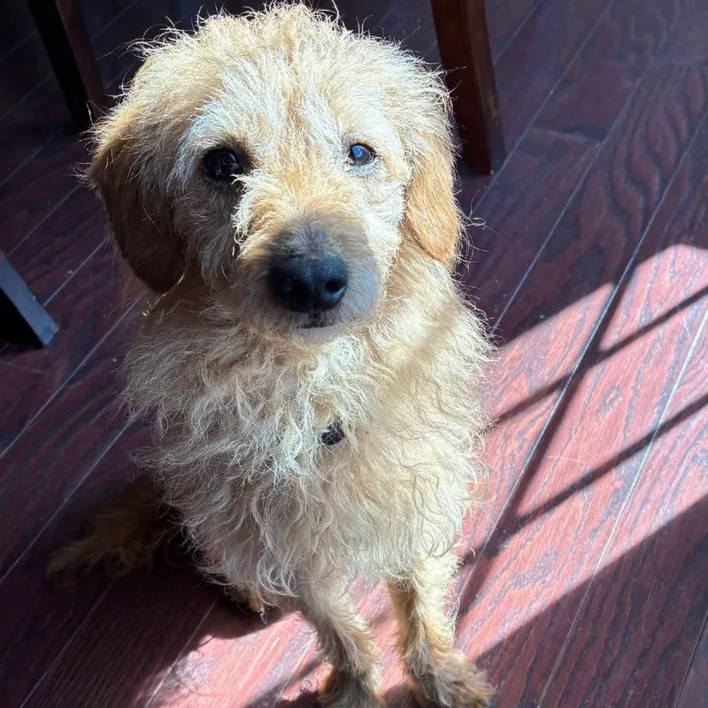 Flea Biscuit thumbnail 5