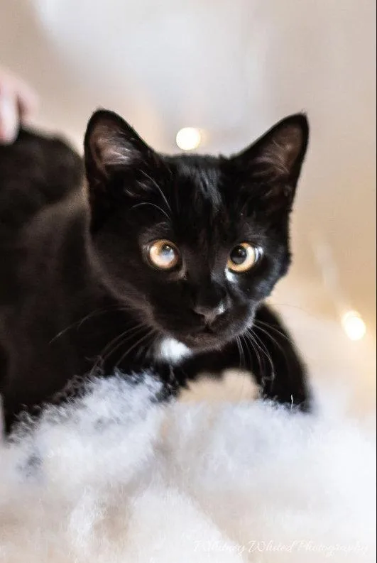 An adult medium-sized female Black Domestic Short Hair cat named Silvia for adoption in Forest, VA