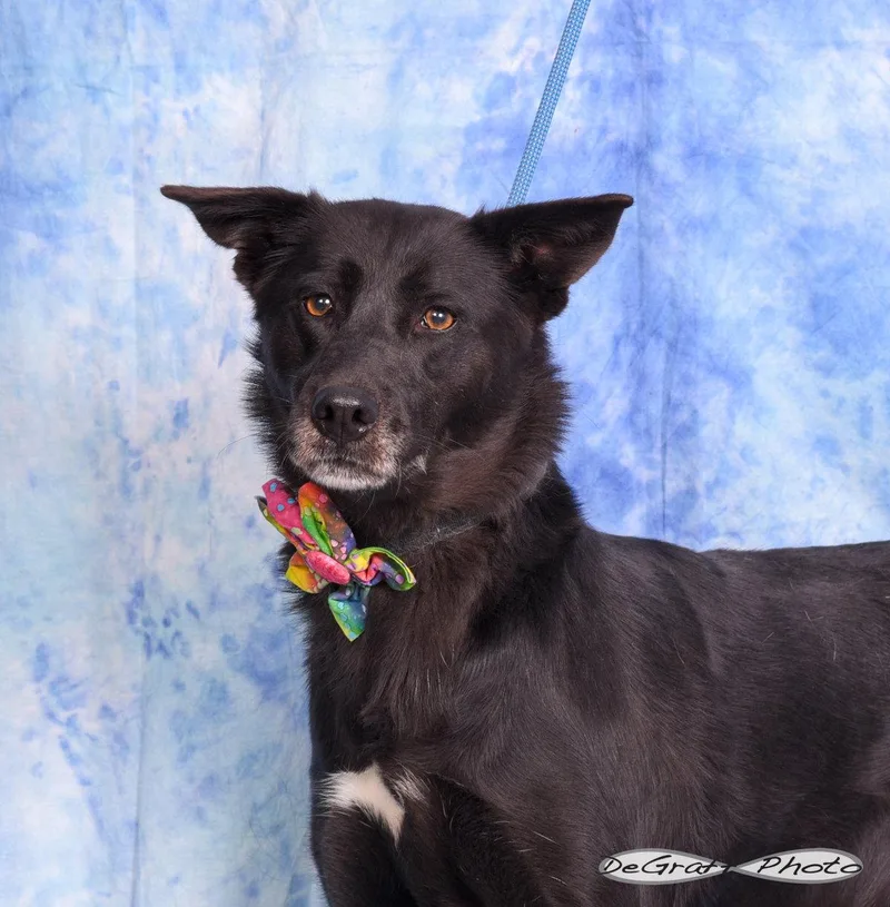 An adult large-sized female Shepherd dog named Miley for adoption in Pittsboro, NC