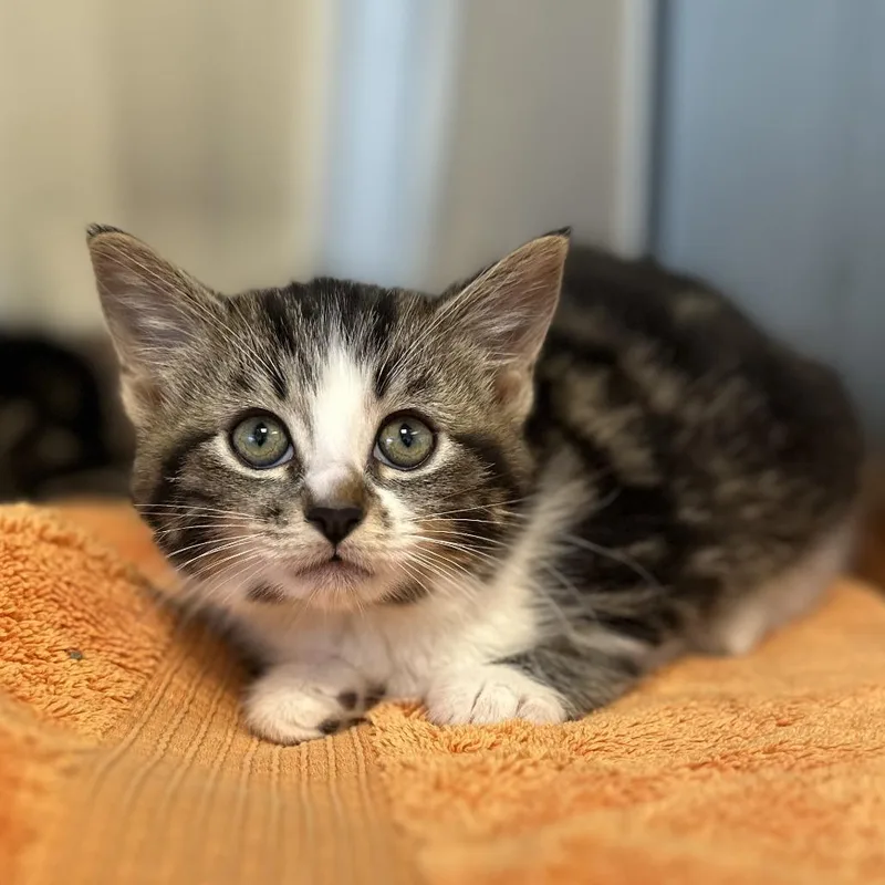 A baby small-sized female Brown / Chocolate Domestic Short Hair cat named Toast for adoption in Washington Township, OH