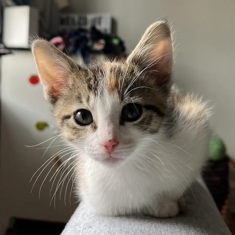 A baby small-sized female Calico Domestic Short Hair cat named Nami for adoption in Chicago, IL