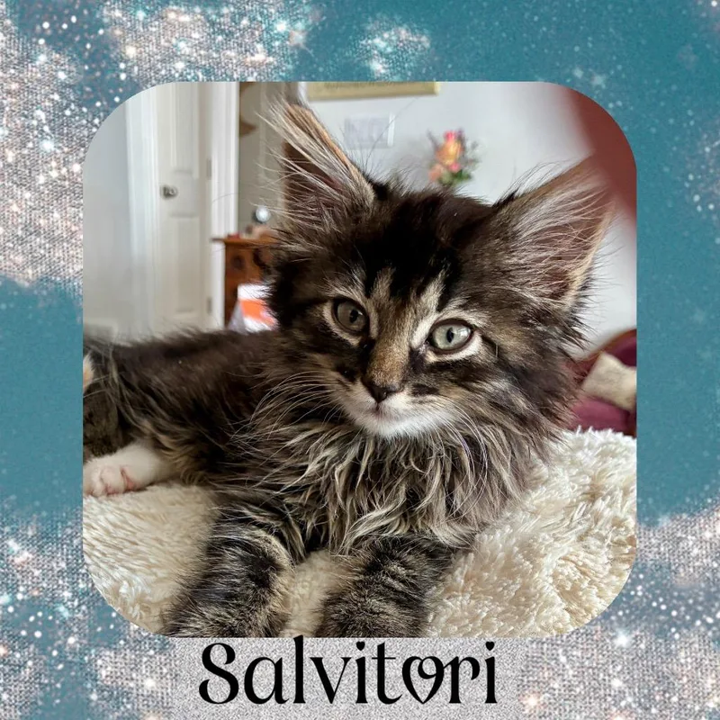 Salvitori