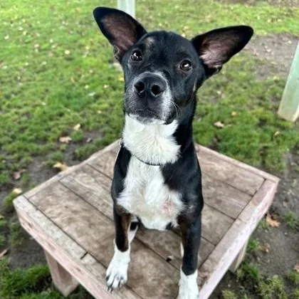 An adult medium-sized male Black Mixed Breed dog named Scuba Steve for adoption in Roseburg, OR