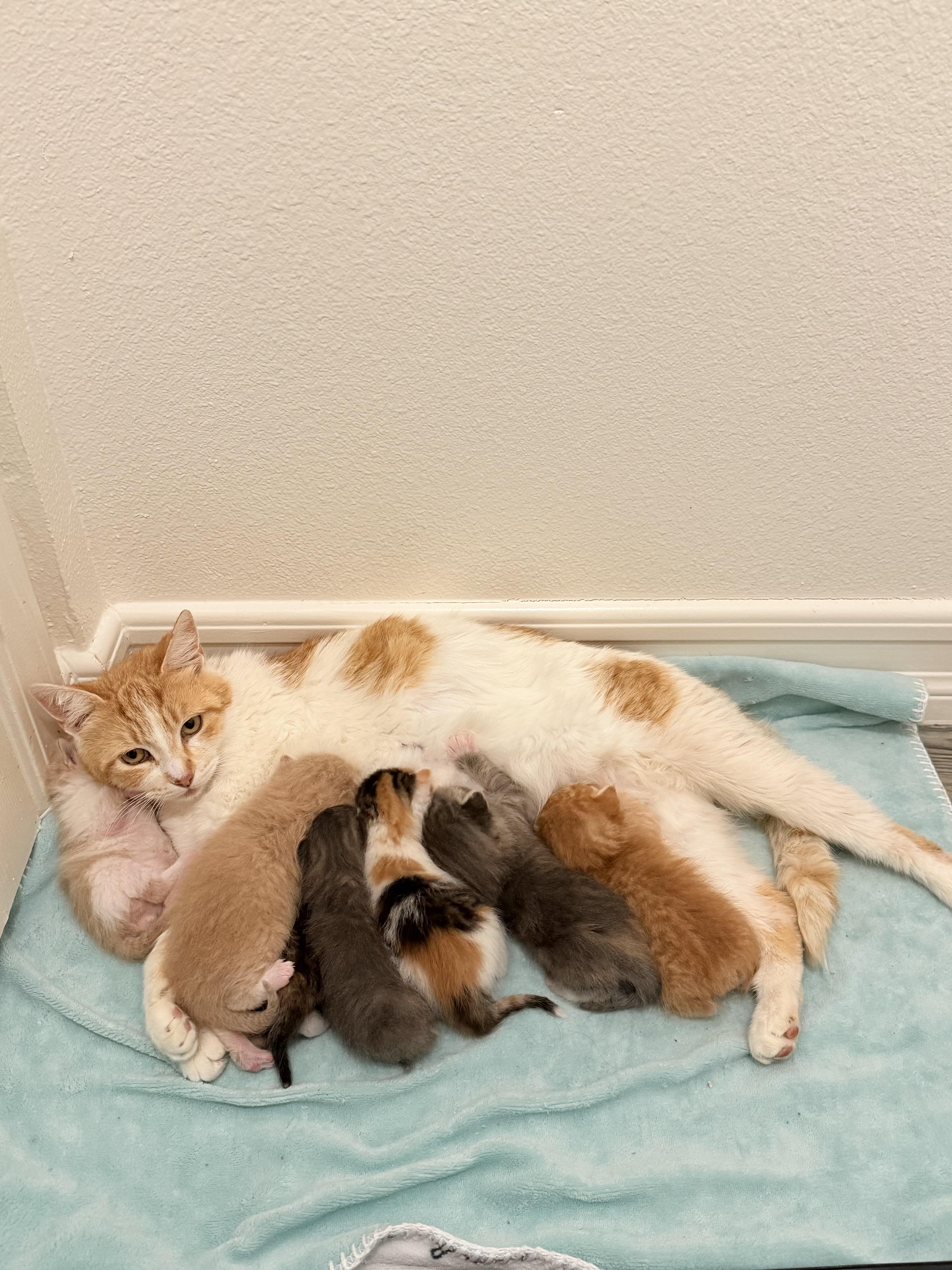 A young medium-sized female Domestic Short Hair cat named Peggy Sue for adoption in Long Beach, CA