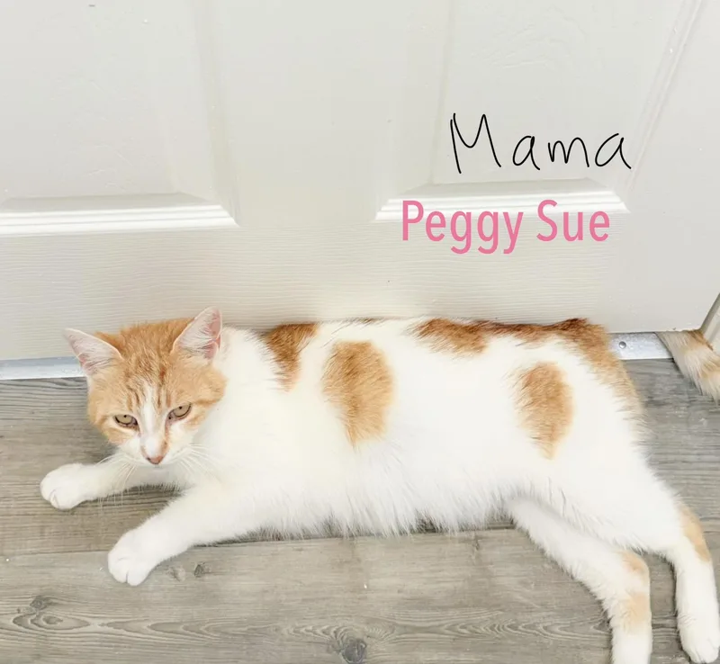 Peggy Sue thumbnail 2