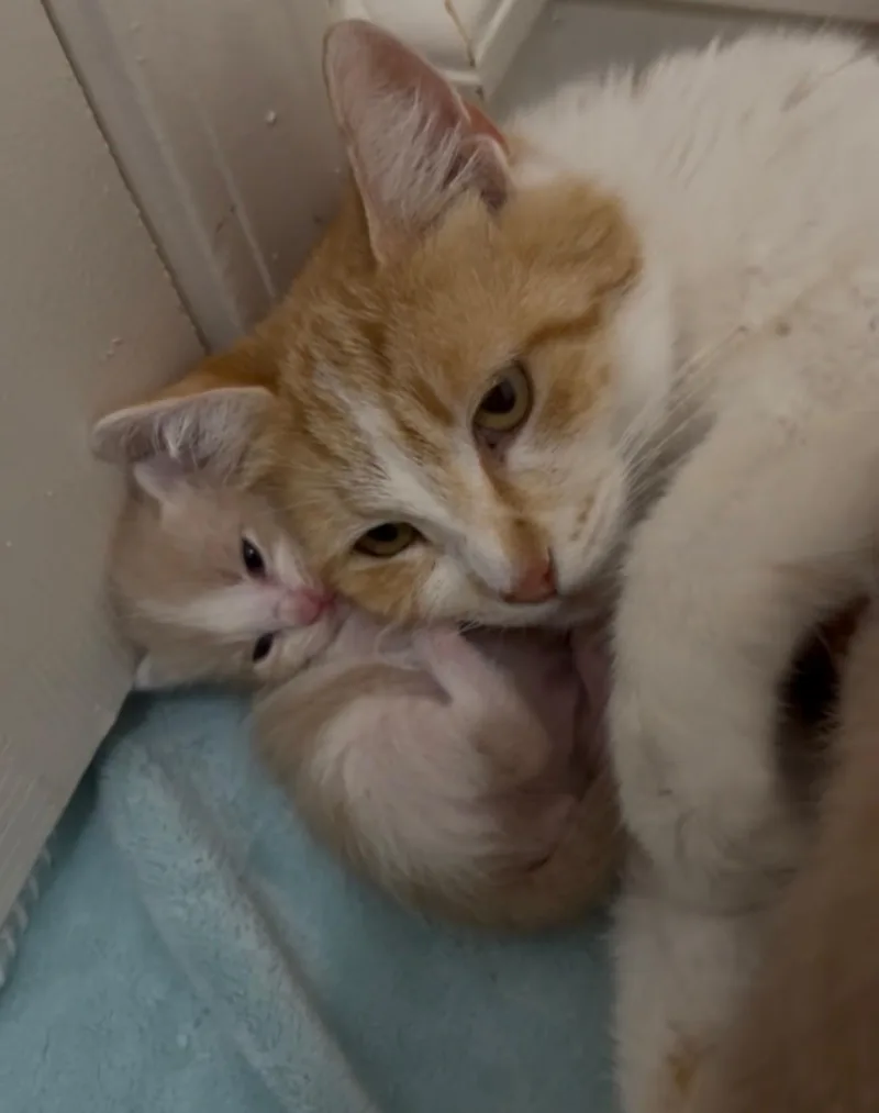Peggy Sue thumbnail 5