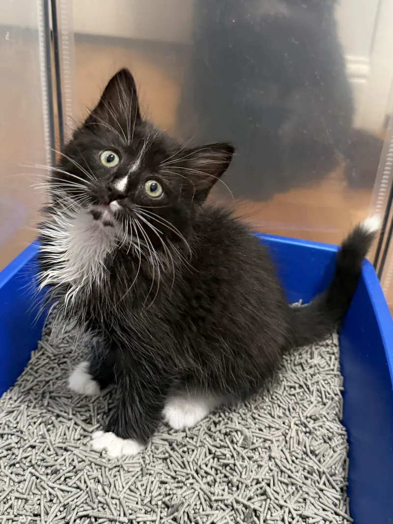 A baby medium-sized male Black & White / Tuxedo Domestic Medium Hair cat named Tex for adoption in Redwood City, CA