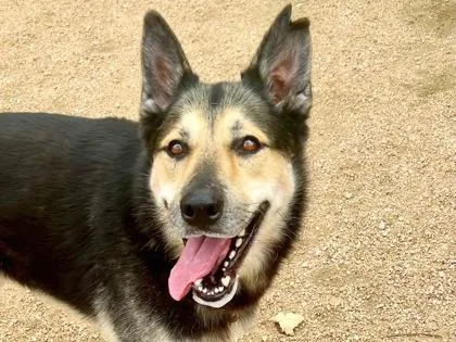 An adult large-sized male Black Mixed Breed dog named Frank for adoption in Georgetown, TX