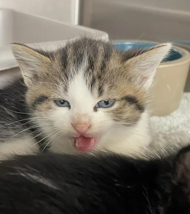 A baby medium-sized male White Domestic Short Hair cat named Sheldon for adoption in Cincinnati, OH