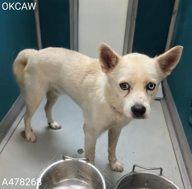 A young medium-sized male Klee Kai dog named Bluey for adoption in Oklahoma City, OK