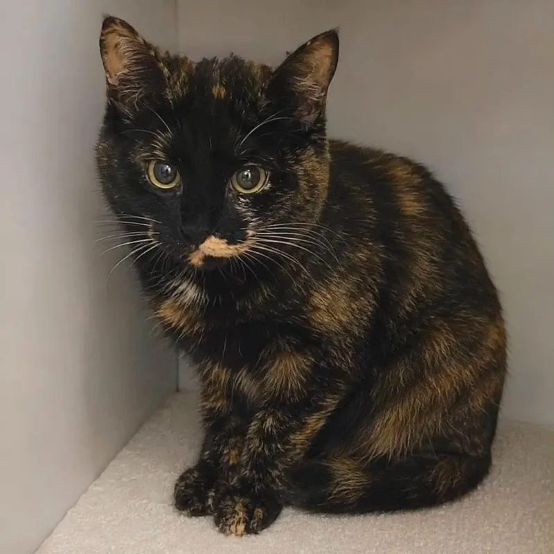 A young small-sized female Domestic Long Hair cat named Ruby for adoption in Columbia, TN