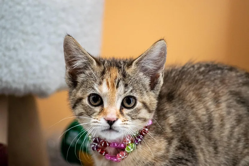 Tequila Sunrise thumbnail 2