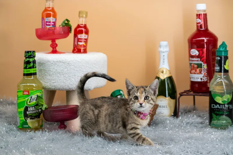 Tequila Sunrise thumbnail 3