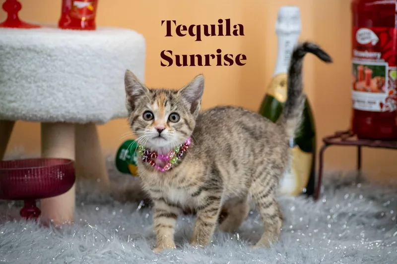 A baby small-sized female Torbie Domestic Short Hair cat named Tequila Sunrise for adoption in Sevierville, TN
