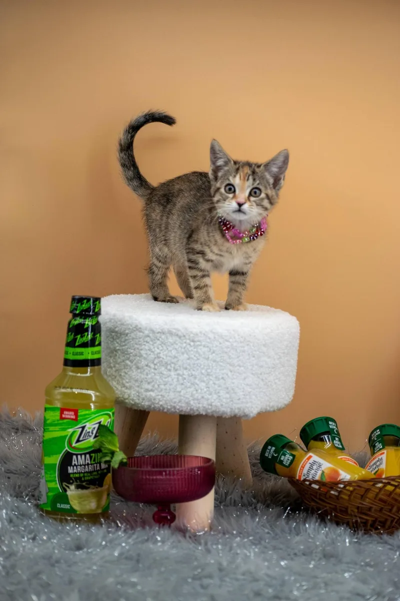 Tequila Sunrise thumbnail 4