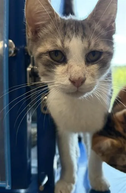 An adult small-sized male Domestic Short Hair cat named Big Mac for adoption in Westminster, MD