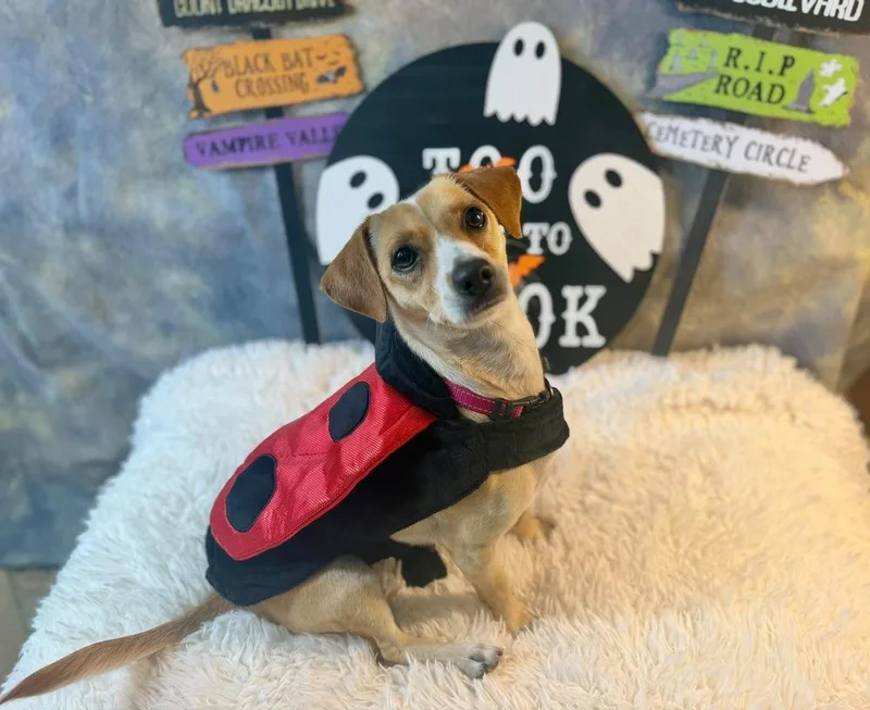 An adult small-sized female White / Cream Chihuahua dog named Misha for adoption in Richmond, TX