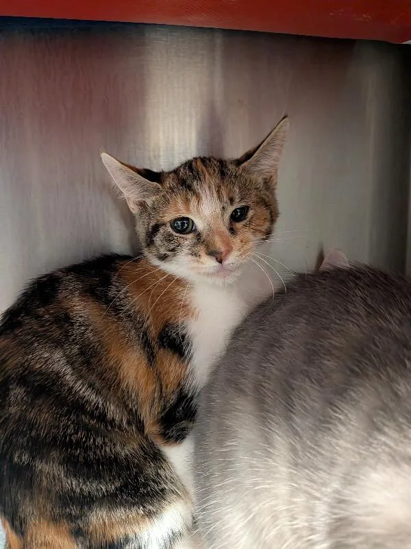 A young medium-sized female Calico Domestic Short Hair cat named Boba Tea for adoption in Cincinnati, OH