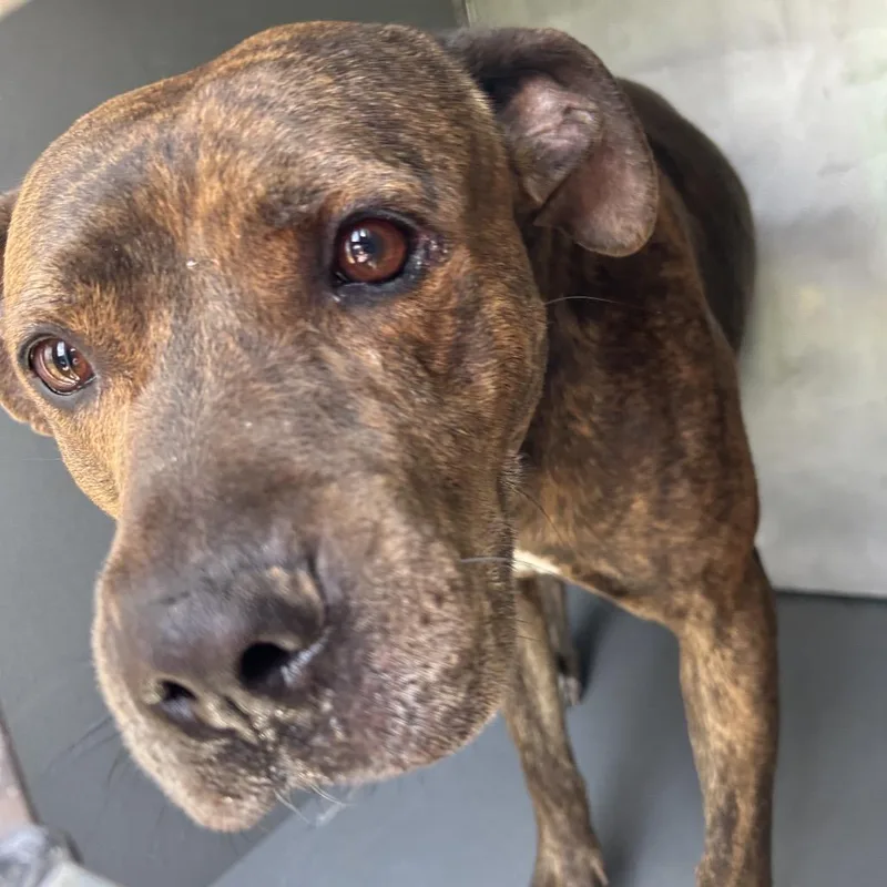 An adult medium-sized male Brindle Pit Bull Terrier dog named Terrell for adoption in Greensboro, NC