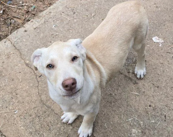 A baby large-sized male Yellow / Tan / Blond / Fawn Labrador Retriever dog named Pilgrim for adoption in Greensboro, GA