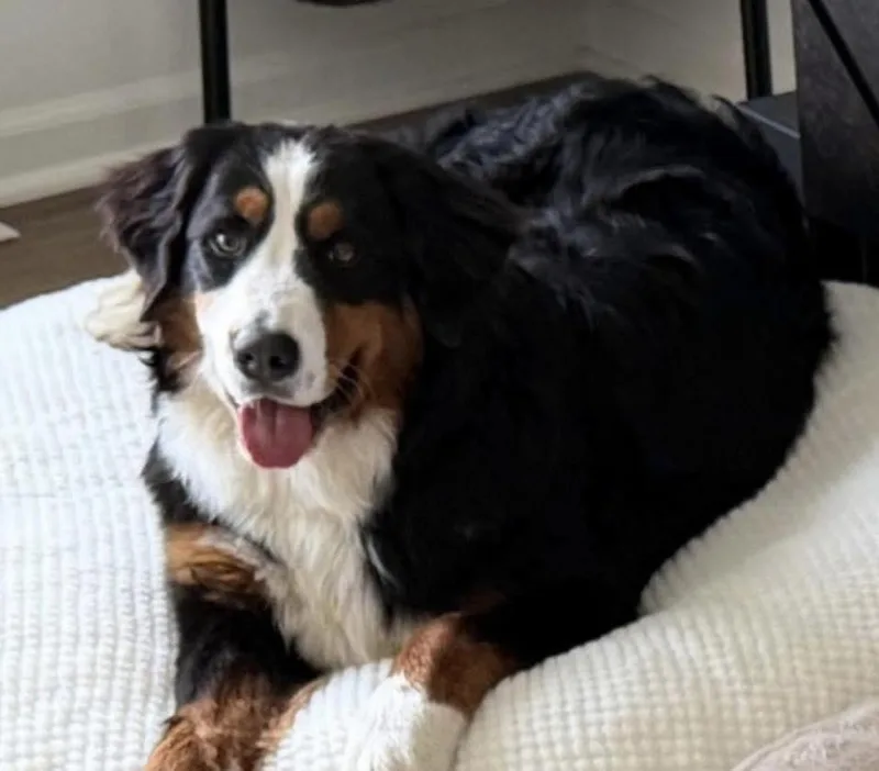 A young extra large-sized female Tricolor (Brown, Black, & White) Bernese Mountain Dog dog named Winter for adoption in Westville, IN